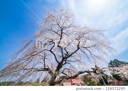 "Aomori Prefecture" Spring sky and weeping cherry blossoms in Yarisawa, Gonohe Town 126572295