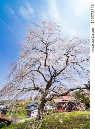 青森縣五戶町八里澤的春天天空與垂枝櫻花 青森縣五戶町八里澤的春天天空與垂枝櫻花 126572296