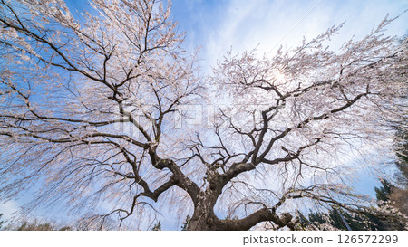 "Aomori Prefecture" Spring sky and weeping cherry blossoms in Yarisawa, Gonohe Town 126572299