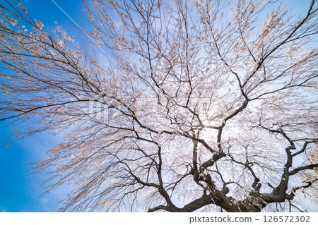 青森縣五戶町八里澤的春天天空與垂枝櫻花 青森縣五戶町八里澤的春天天空與垂枝櫻花 126572302