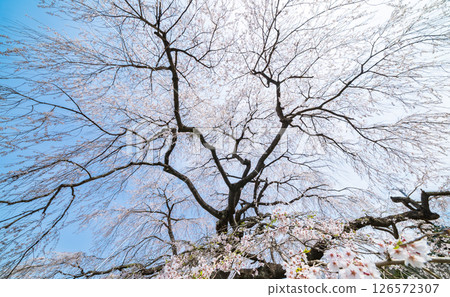 "Aomori Prefecture" Spring sky and weeping cherry blossoms in Yarisawa, Gonohe Town 126572307