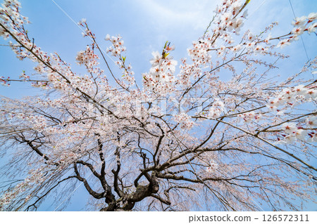 青森縣五戶町八里澤的春天天空與垂枝櫻花 126572311