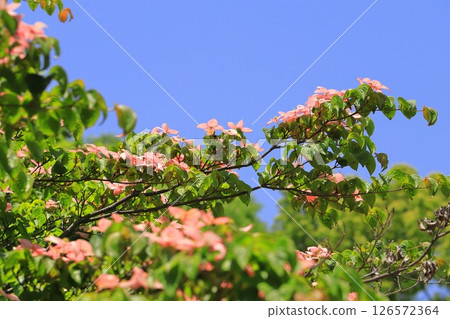 pink dogwood flower 126572364