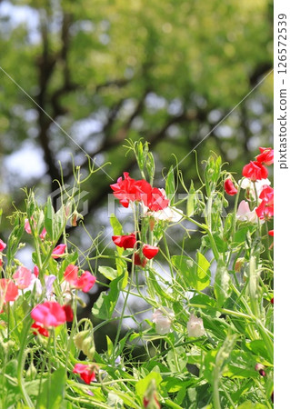 Red and pink sweet peas 126572539