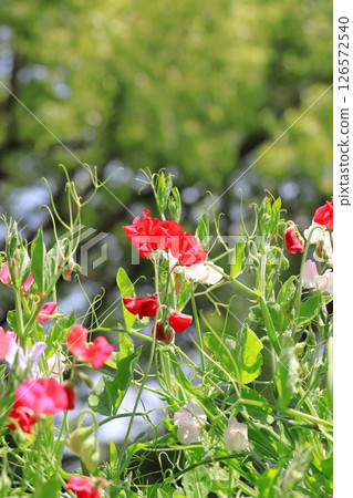 Red and pink sweet peas Red and pink sweet peas 126572540