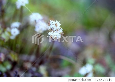 超級小花黃連花 126572710