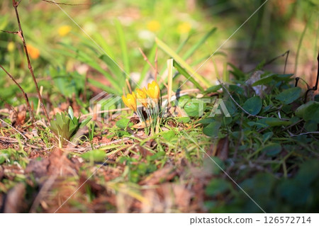 Cute crocus flowers 126572714