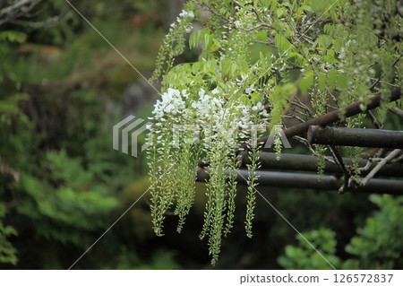 白紫藤花 126572837