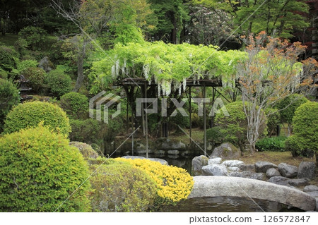 White wisteria flowers in a Japanese garden White wisteria flowers in a Japanese garden 126572847