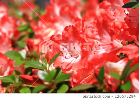 一朵紅色的杜鵑花，花心為白色 126573294