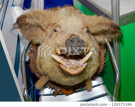 Mangalica pig head taxidermy 126573399