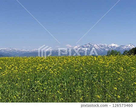 空中俯瞰小千谷山本山高原的油菜田。越後三山的殘雪 空中俯瞰小千谷山本山高原的油菜田。越後三山的殘雪 126573460