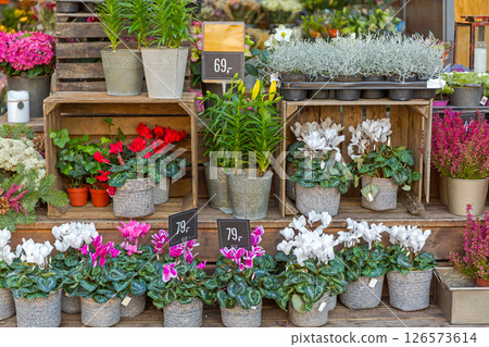 Potted Plants Autumn Norway 126573614