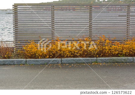 Yellow Autumn Flowers Norway Yellow Autumn Flowers Norway 126573622