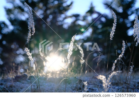 寒冷早晨的日本紫芒 126573960