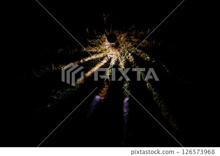 Light at your feet Light at your feet 126573968
