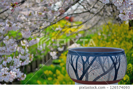 Wrapped in cherry blossom branches 126574093