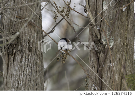 A long-tailed tit feeding on nuts A long-tailed tit feeding on nuts 126574116