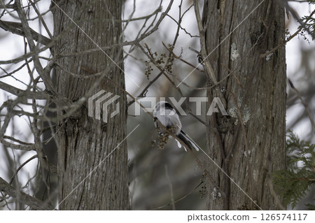 A long-tailed tit feeding on nuts A long-tailed tit feeding on nuts 126574117