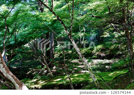 遠州森町大同院的綠色世界 126574144