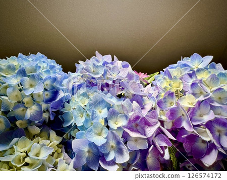 Beautiful purple gradation of hydrangea 126574172
