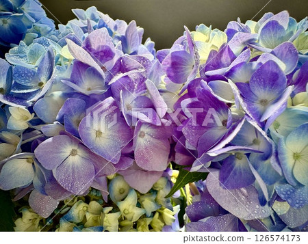 Beautiful purple gradation of hydrangea 126574173