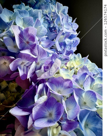 Beautiful purple gradation of hydrangea 126574174