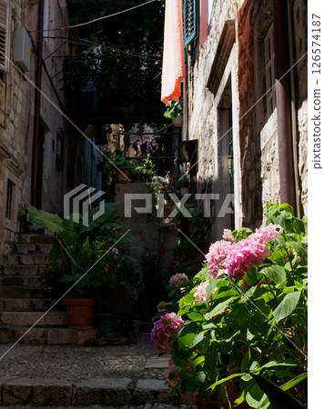 杜布羅夫尼克老城區後街盛開的繡球花 126574187