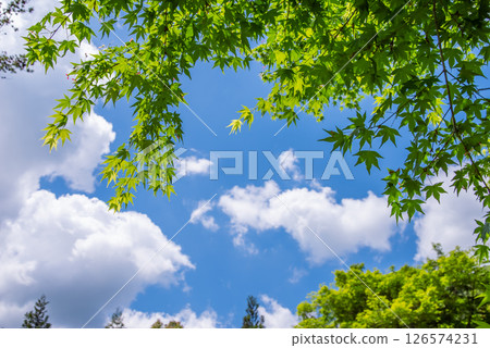清爽的藍天和新綠色的楓樹 126574231