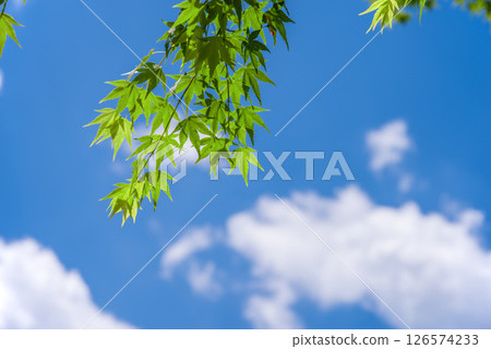 清爽的藍天和新綠色的楓樹 126574233