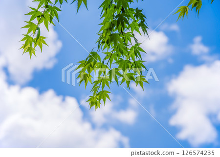 清爽的藍天和新綠色的楓樹 126574235