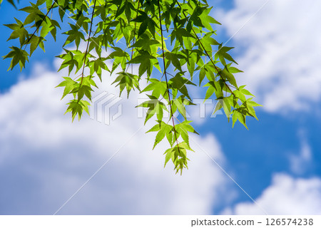 清爽的藍天和新綠色的楓樹 126574238
