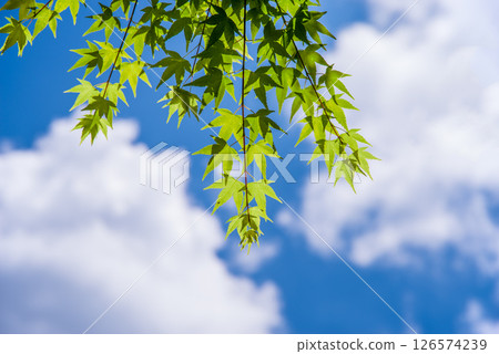 清爽的藍天和新綠色的楓樹 126574239