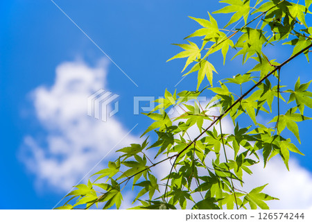 清爽的藍天和新綠色的楓樹 126574244