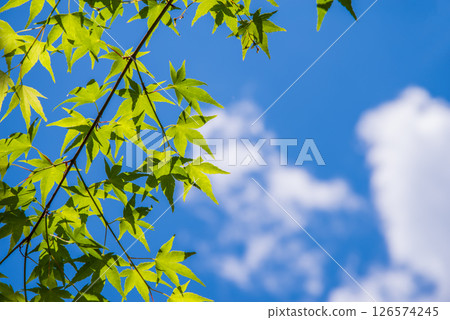 清爽的藍天和新綠色的楓樹 126574245