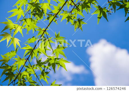 清爽的藍天和新綠色的楓樹 126574246