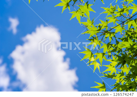 清爽的藍天和新綠色的楓樹 126574247