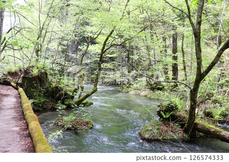 Fresh greenery of the Oirase Gorge Promenade, Aomori Prefecture 126574333