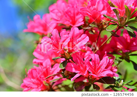 東秩父村秩父高原牧場附近盛開的鮮紅色杜鵑花 126574456