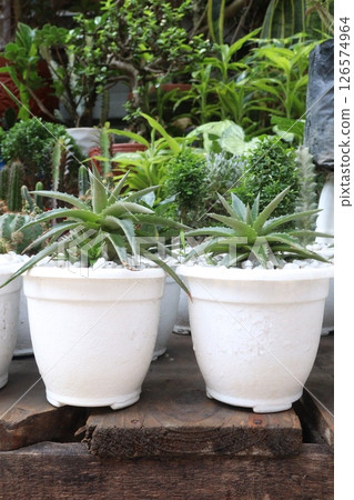 Dyckia brevifolia plant on pot 126574964