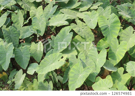 Taro Plant on farm for harvest Taro Plant on farm for harvest 126574981