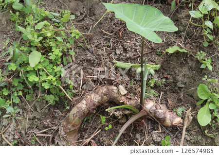 Taro Plant on farm for harvest Taro Plant on farm for harvest 126574985