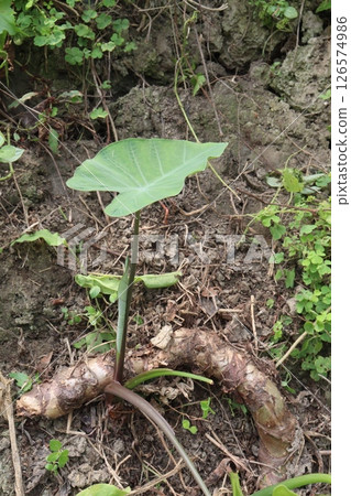 Taro Plant on farm for harvest Taro Plant on farm for harvest 126574986