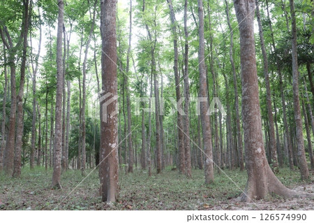 Swietenia mahagoni tree plant on farm 126574990