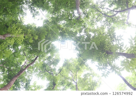 Swietenia mahagoni tree plant on farm Swietenia mahagoni tree plant on farm 126574992