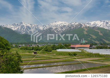Snow-capped Hakuba mountain range reflected in rice paddies, Hakuba Village, Nagano Prefecture 126575180