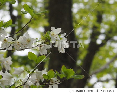 The white cherry tree stands out against the black trunk (20250514083117) The white cherry tree stands out against the black trunk (20250514083117) 126575394