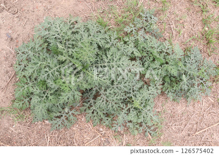 Santa Maria feverfew on forest an aromatic herb 126575402