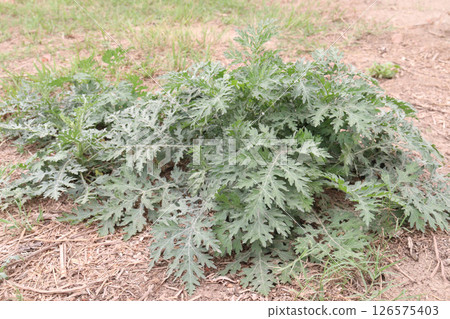Santa Maria feverfew on forest an aromatic herb 126575403