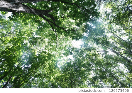 Sky looked up from the forest 126575406